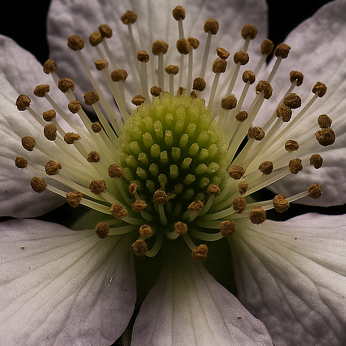 香水のブラックベリーの花 |プルミエール ポー