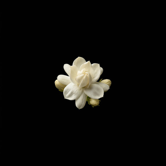 Jazmín perfume ingredient