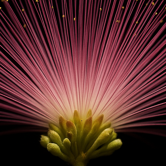 Albizia perfume ingredient