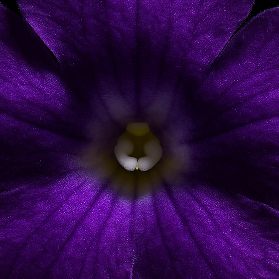 Amethystblüte perfume ingredient