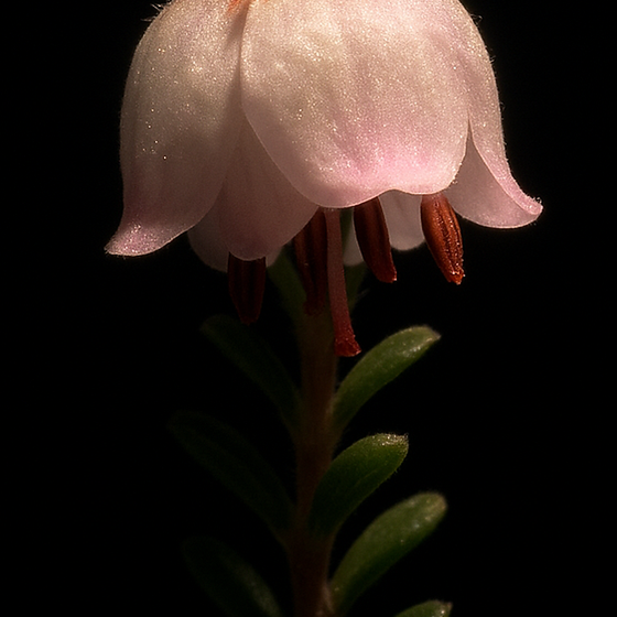 Strand-Heide perfume ingredient