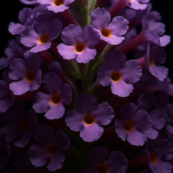 Buddleja perfume ingredient
