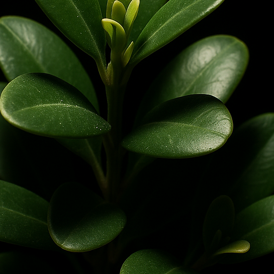Buxus perfume ingredient