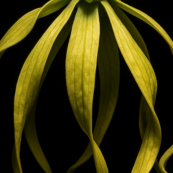 Cananga perfume ingredient