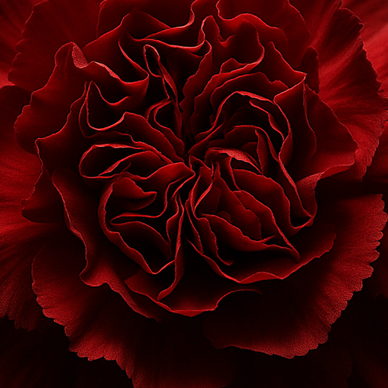 مستخلص القرنفل perfume ingredient