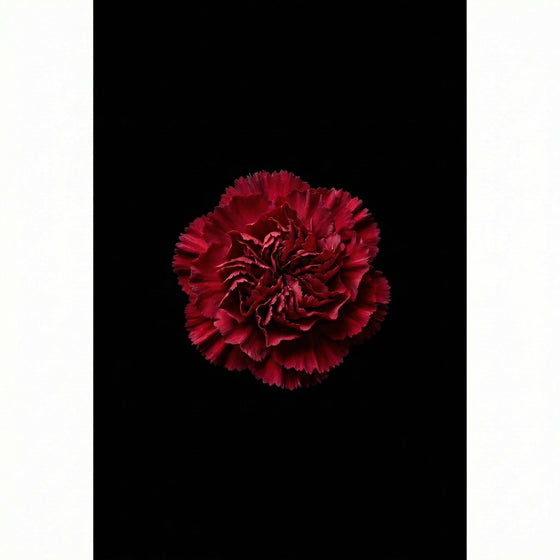 การ์เนชั่น perfume ingredient