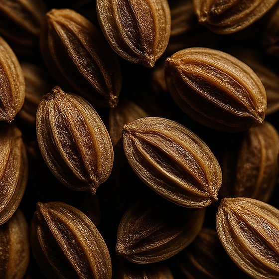 بذور الجزر perfume ingredient
