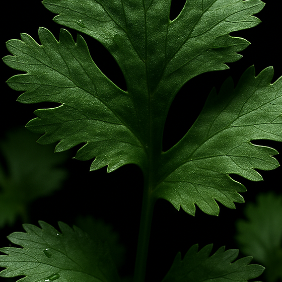 Koriander perfume ingredient