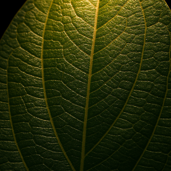 Hoja de Canela perfume ingredient