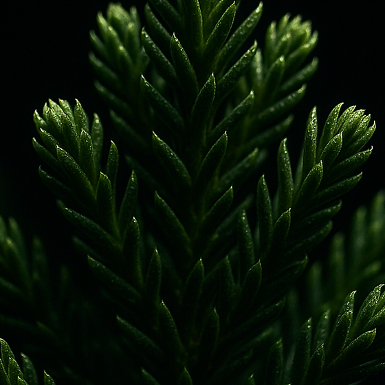 Conifeer perfume ingredient
