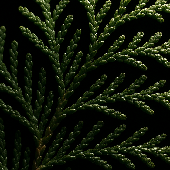 Cypress perfume ingredient