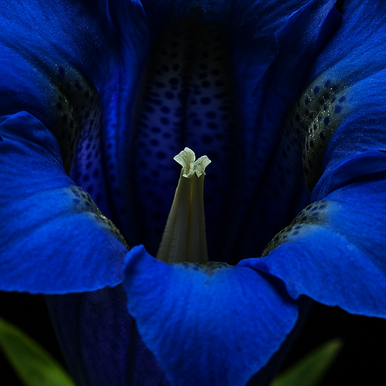 إنسيان perfume ingredient
