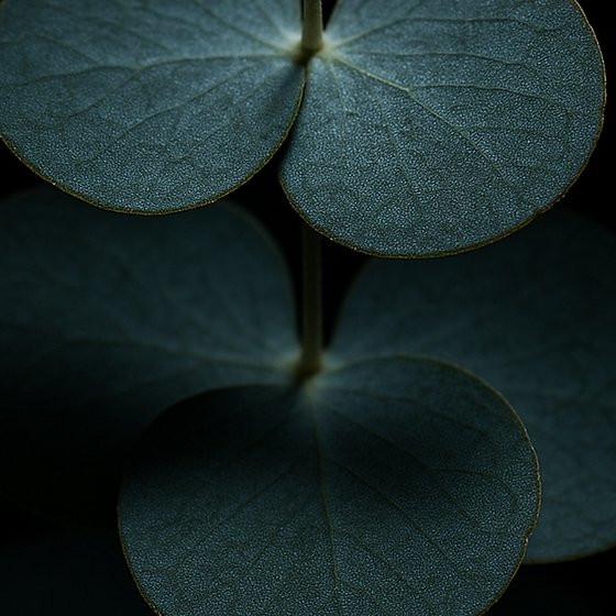 Eukaliptus perfume ingredient