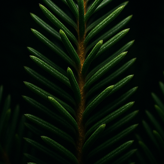 دائم الخضرة perfume ingredient