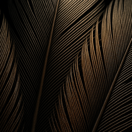 Feathers perfume ingredient