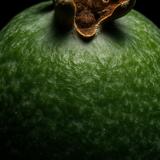 페이조아 과일 perfume ingredient