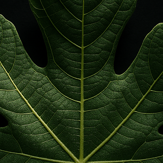 Fig Leaf perfume ingredient