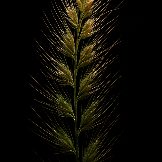 Flouve perfume ingredient