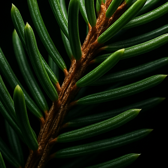 Fresh Evergreen perfume ingredient