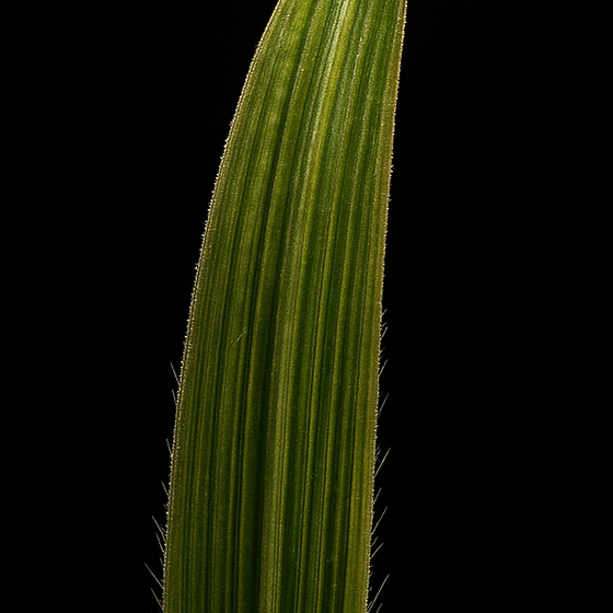 Ingwergras perfume ingredient