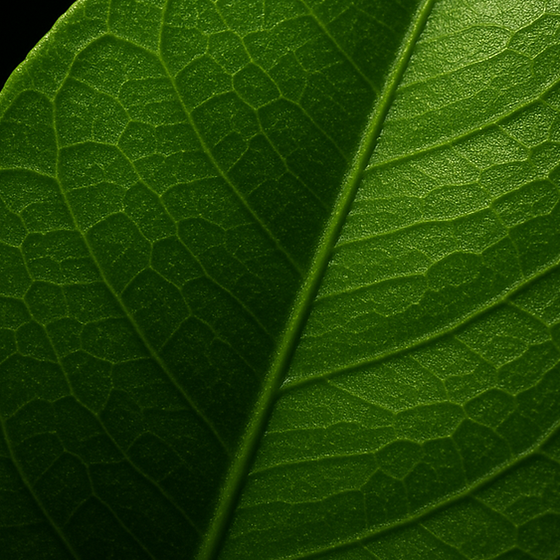 Grapefruit Leaf perfume ingredient