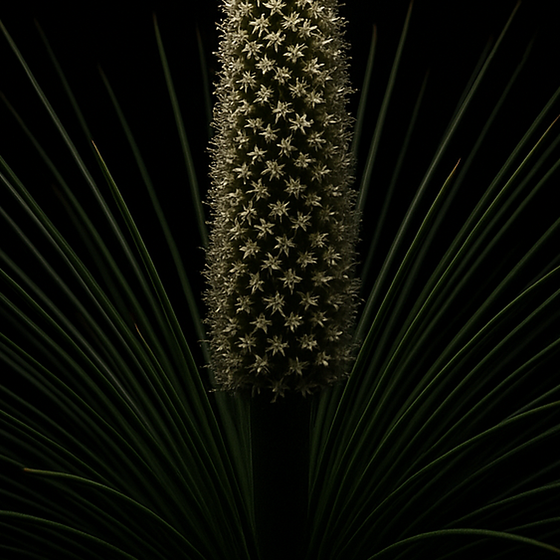 Árbol de Hierba perfume ingredient