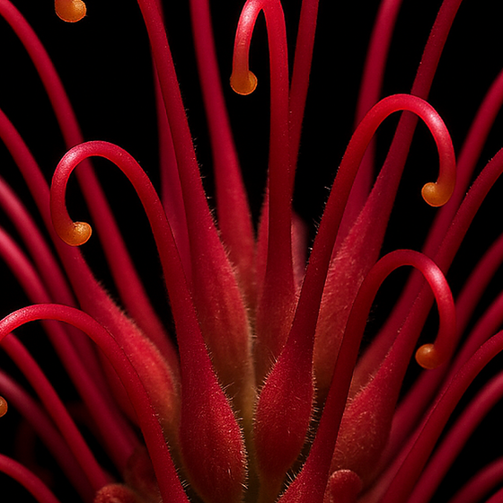 Grevillea perfume ingredient