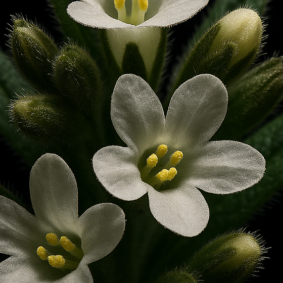 Gromwell perfume ingredient