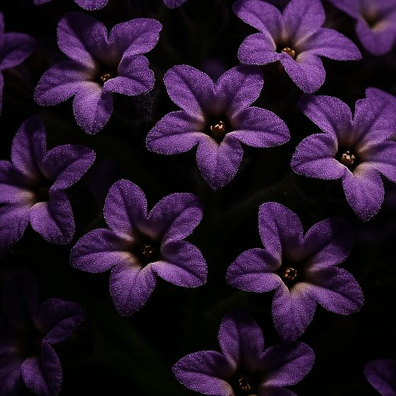 Héliotrope perfume ingredient