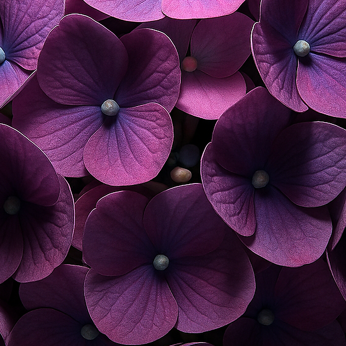 香水におけるHortensia | Première Peau