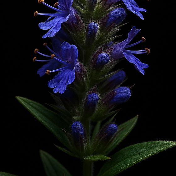 Hyssop perfume ingredient