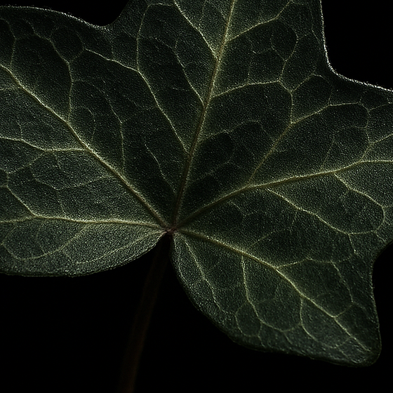 Efeu perfume ingredient