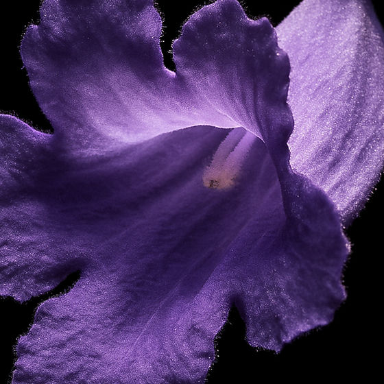 蓝花楹 perfume ingredient