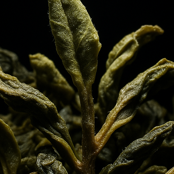 Jin Xuan Tea Leaves perfume ingredient
