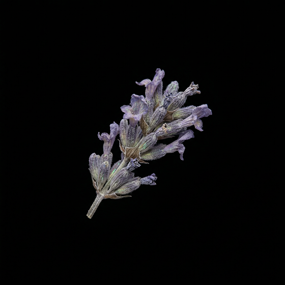 Lavanda perfume ingredient