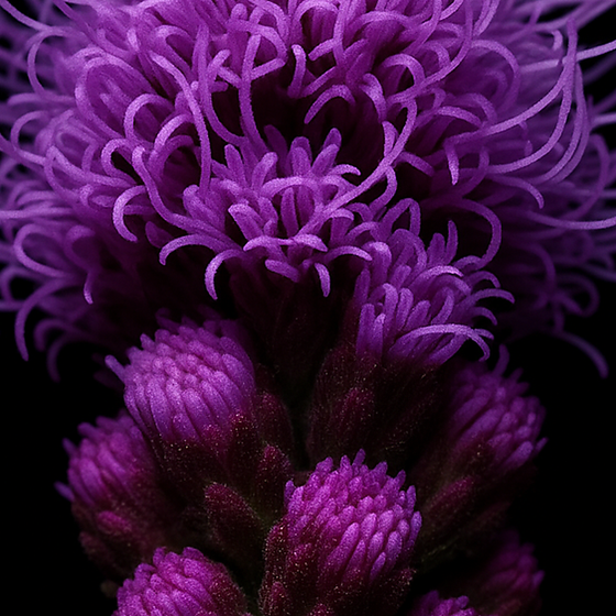 Liatrix perfume ingredient