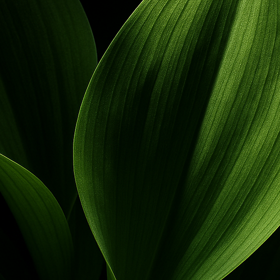 Lily-of-the-Valley Leaves perfume ingredient