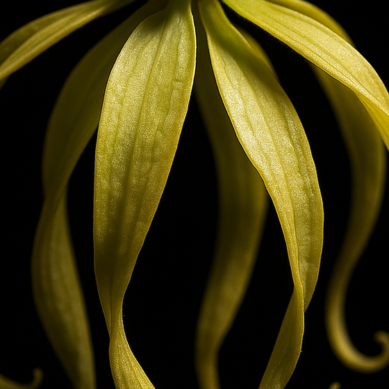 Lysylang perfume ingredient