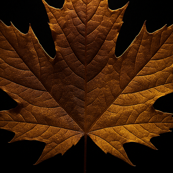 Maple perfume ingredient