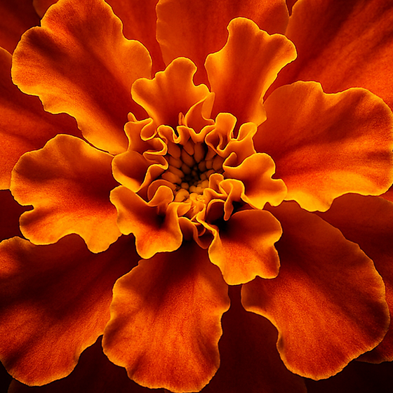 Marigold perfume ingredient