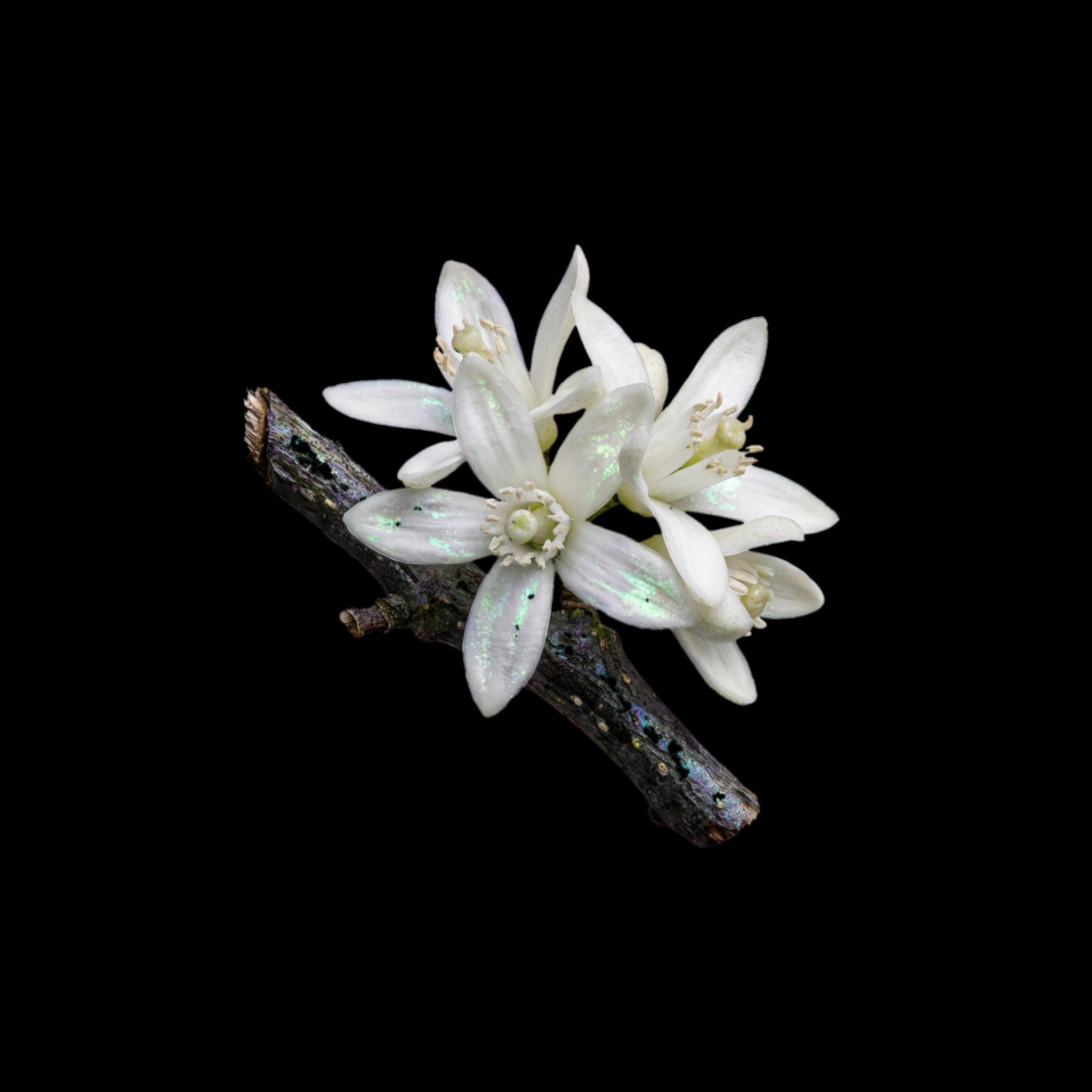 neroli.jpg?v=1772809879&width=1200