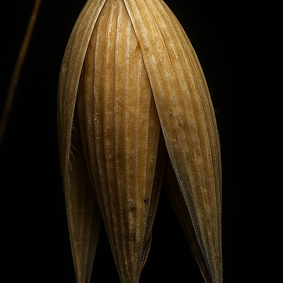 Hafer perfume ingredient