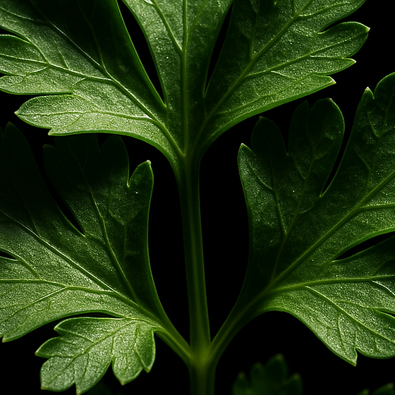 Persil perfume ingredient
