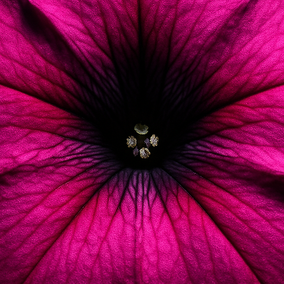 Petunia perfume ingredient