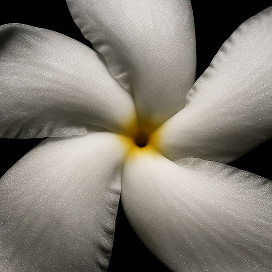 Pinwheel Flower perfume ingredient