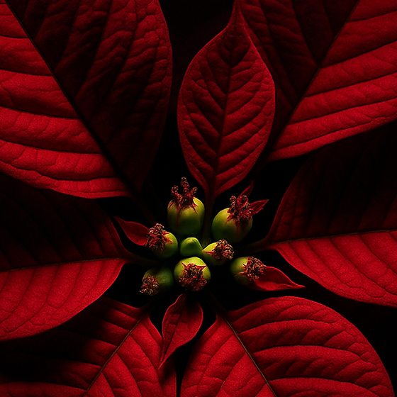 Weihnachtsstern perfume ingredient