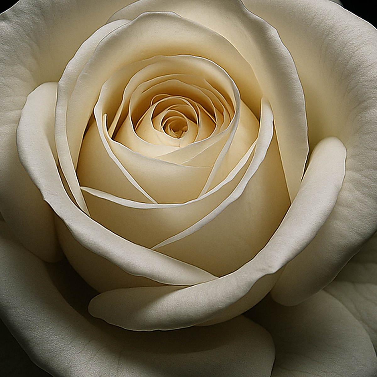 花 ALBAROSA Rosa Alba in Perfumery | Première Peau