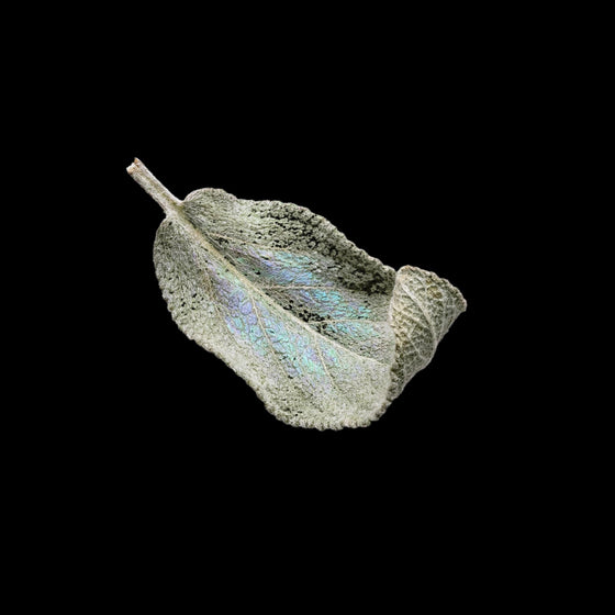 Sage perfume ingredient