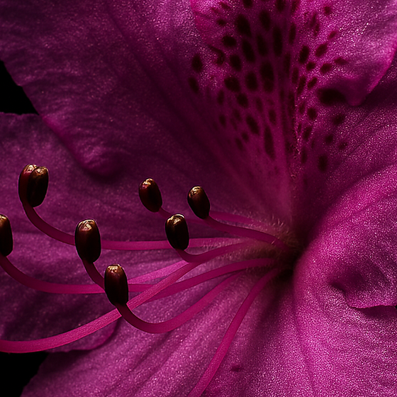 رودودندر سيبيري perfume ingredient