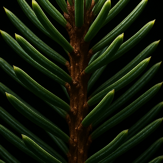 Spruce perfume ingredient